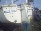 Tarragon image 3
