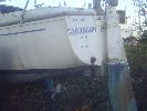 Tarragon image 15